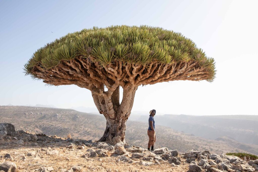 Socotra Highlights Expeditions