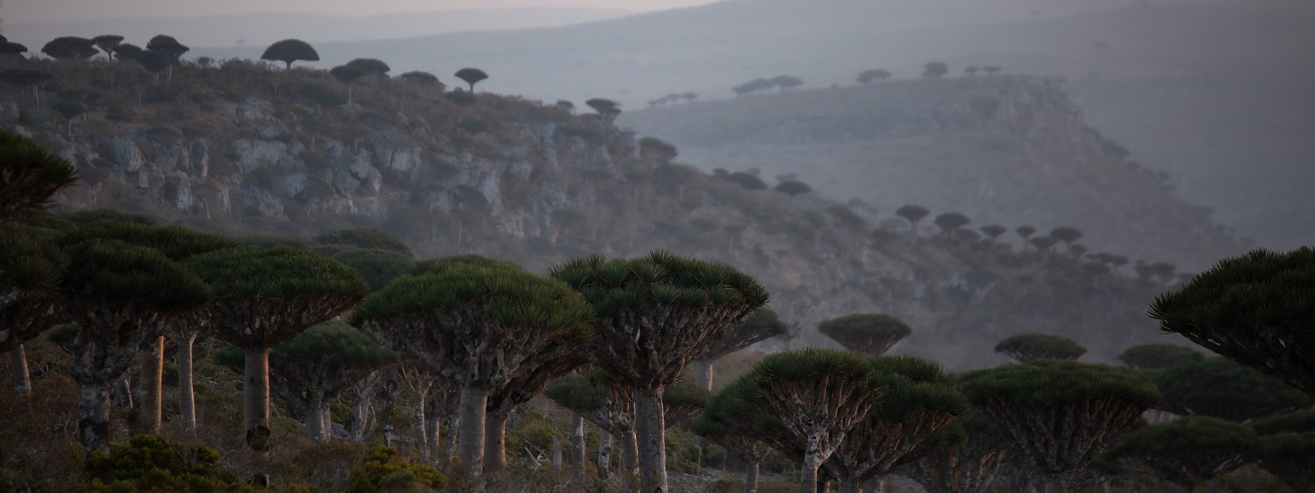 Socotra