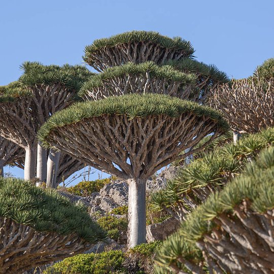 FirhminForestSocotraYemen FirhminForestSocotraYemen